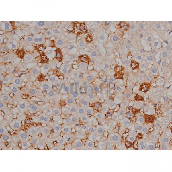 Phospho-Tau (Ser422)[Ser739] Antibody - AF3145 at 1/200 staining Rat liver tissue sections by IHC-P.