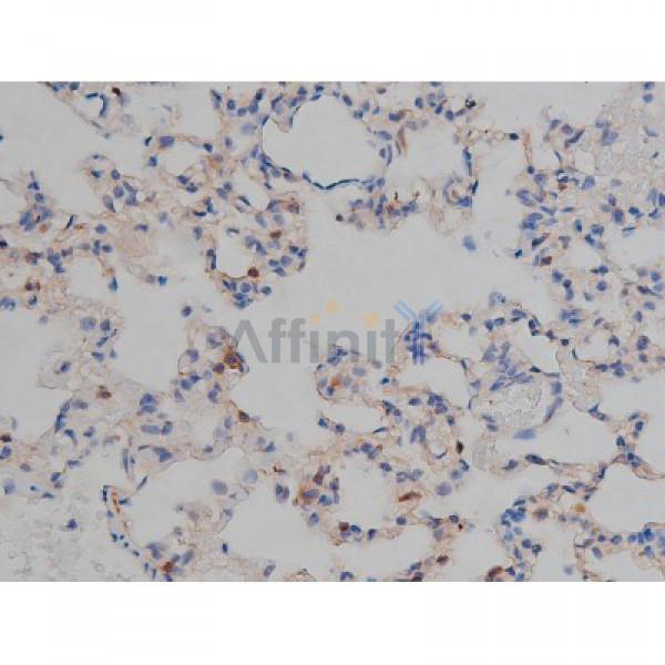 Phospho-Tau (Ser422)[Ser739] Antibody - AF3145 at 1/200 staining Rat lung tissue sections by IHC-P.