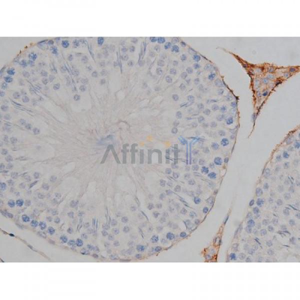 Phospho-Tau (Ser422)[Ser739] Antibody - AF3145 at 1/200 staining Rat testis tissue sections by IHC-P.