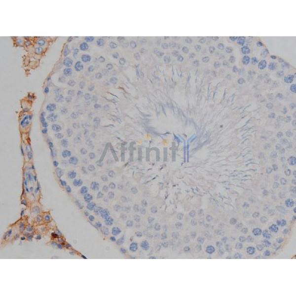 Phospho-Tau (Ser422)[Ser739] Antibody - AF3145 at 1/200 staining Rat testis tissue sections by IHC-P.