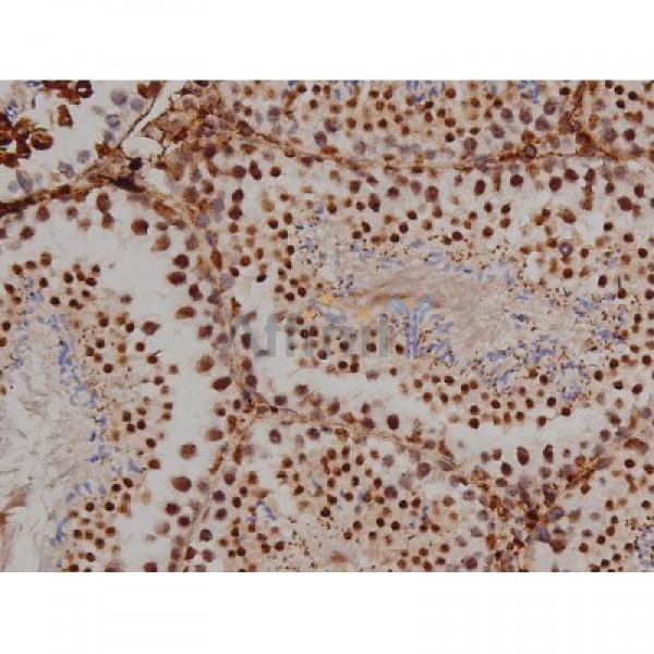 Phospho-Tau (Ser396) Antibody - AF3148 at 1/200 staining Mouse testis tissue sections by IHC-P.