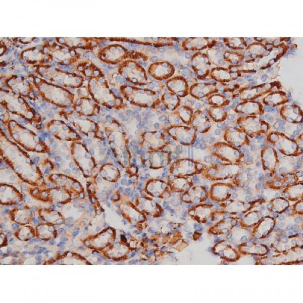 Phospho-Tau (Thr181)[Thr498] Antibody - AF3149 at 1/200 staining Mouse kidney tissue sections by IHC-P.