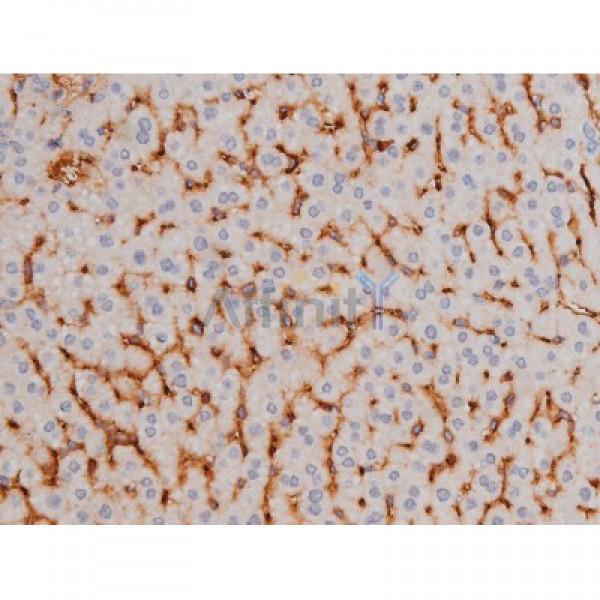 Phospho-Tau (Thr181)[Thr498] Antibody - AF3149 at 1/200 staining Mouse liver tissue sections by IHC-P.