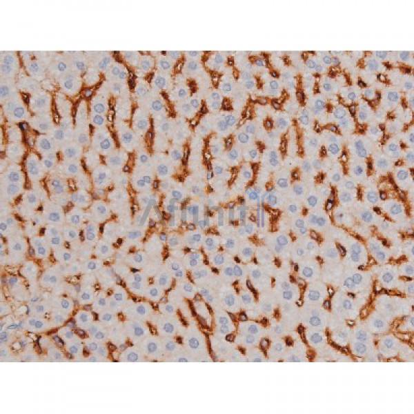 Phospho-Tau (Thr181)[Thr498] Antibody - AF3149 at 1/200 staining Mouse liver tissue sections by IHC-P.