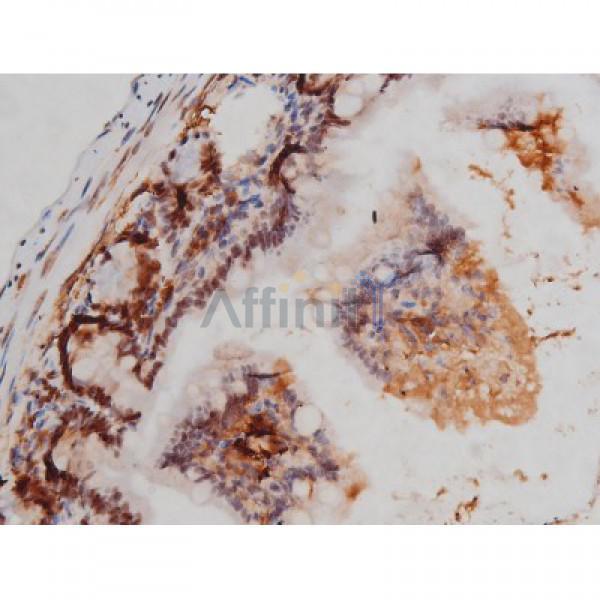 Phospho-Tau (Thr205)[Thr522] Antibody - AF3150 at 1/200 staining Mouse intestinal tissue sections by IHC-P.
