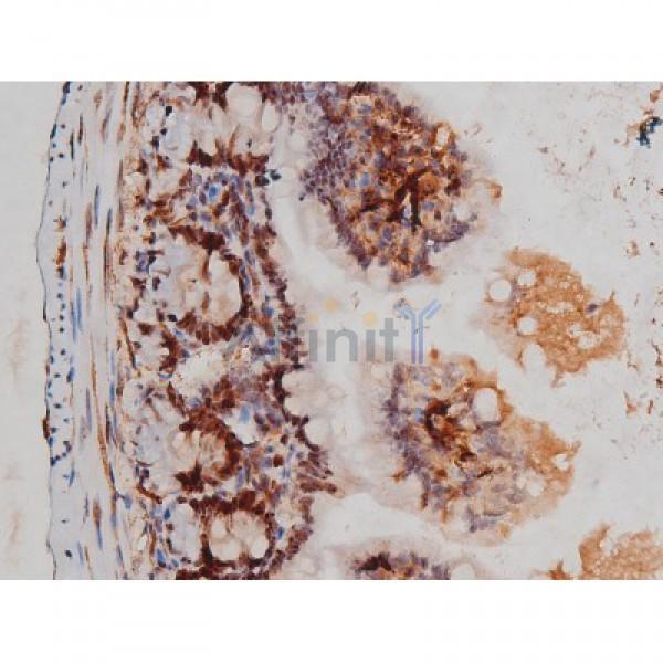 Phospho-Tau (Thr205)[Thr522] Antibody - AF3150 at 1/200 staining Mouse intestinal tissue sections by IHC-P.
