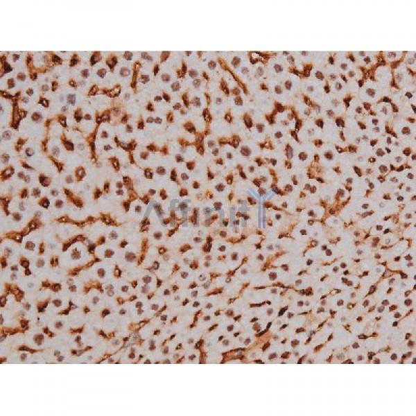 Phospho-Tau (Thr205)[Thr522] Antibody - AF3150 at 1/200 staining Mouse liver tissue sections by IHC-P.