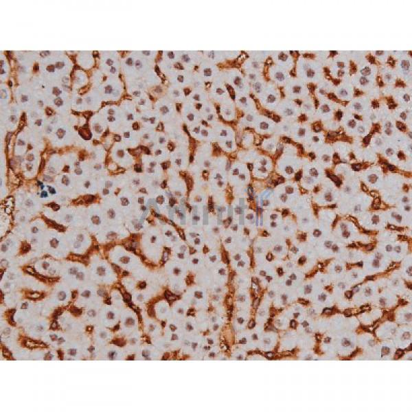 Phospho-Tau (Thr205)[Thr522] Antibody - AF3150 at 1/200 staining Mouse liver tissue sections by IHC-P.