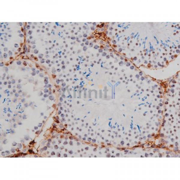 Phospho-Tau (Thr205)[Thr522] Antibody - AF3150 at 1/200 staining Mouse testis tissue sections by IHC-P.