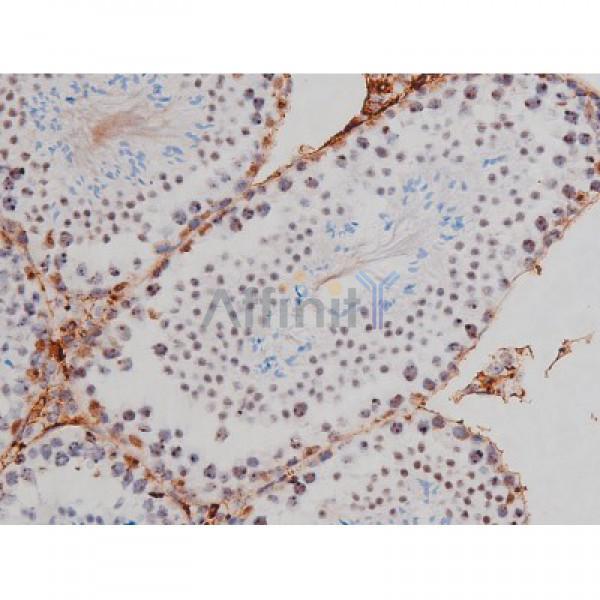 Phospho-Tau (Thr205)[Thr522] Antibody - AF3150 at 1/200 staining Mouse testis tissue sections by IHC-P.