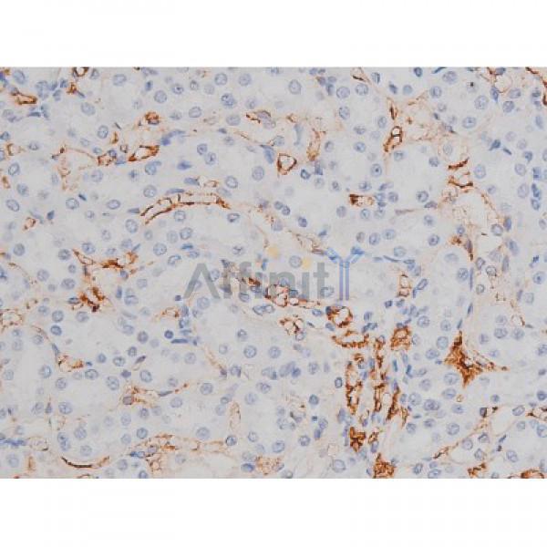 Phospho-Tau (Thr205)[Thr522] Antibody - AF3150 at 1/200 staining Rat kidney tissue sections by IHC-P.