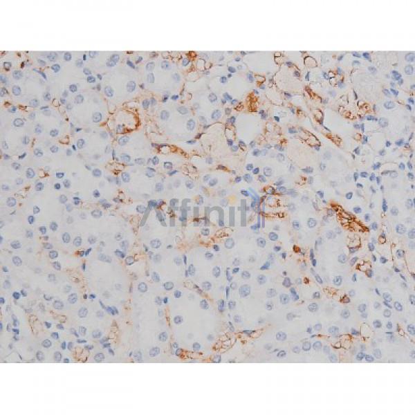 Phospho-Tau (Thr205)[Thr522] Antibody - AF3150 at 1/200 staining Rat kidney tissue sections by IHC-P.