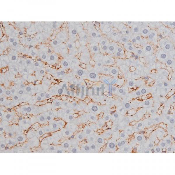 Phospho-Tau (Thr205)[Thr522] Antibody - AF3150 at 1/200 staining Rat liver tissue sections by IHC-P.