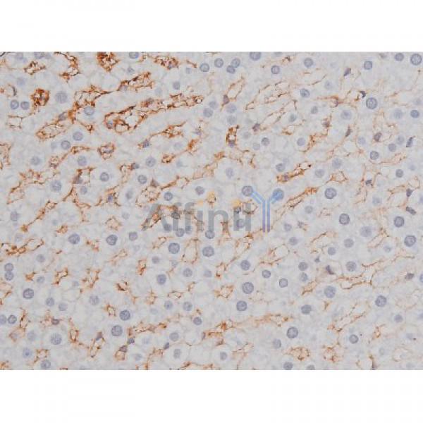 Phospho-Tau (Thr205)[Thr522] Antibody - AF3150 at 1/200 staining Rat liver tissue sections by IHC-P.