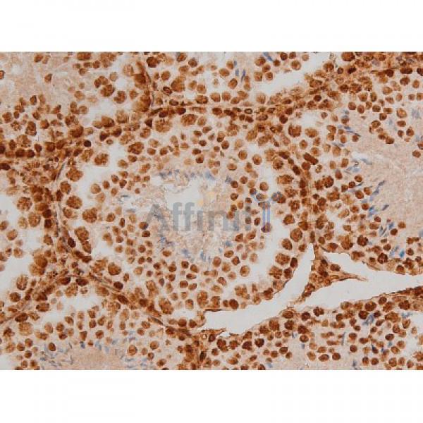 Phospho-Ezrin (Tyr353)[Tyr354] Antibody - AF3173 at 1/200 staining Mouse testis tissue sections by IHC-P.