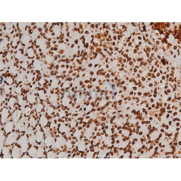 Phospho-Ezrin (Tyr353)[Tyr354] Antibody - AF3173 at 1/200 staining Rat ganstric tissue sections by IHC-P.