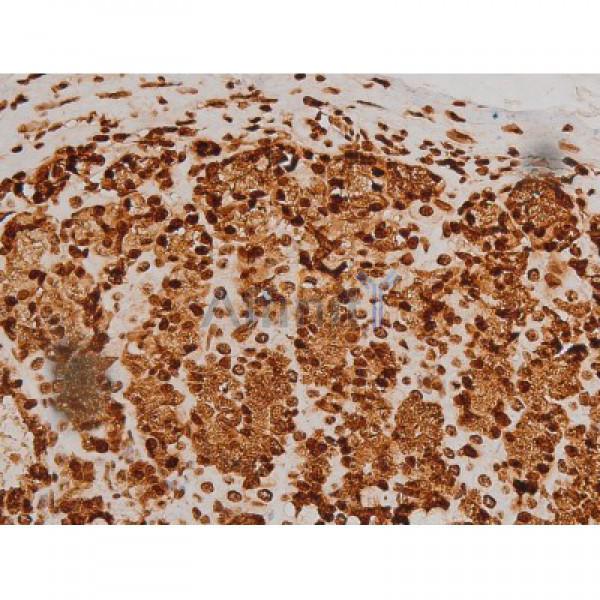 Phospho-Ezrin (Tyr353)[Tyr354] Antibody - AF3173 at 1/200 staining Rat ganstric tissue sections by IHC-P.