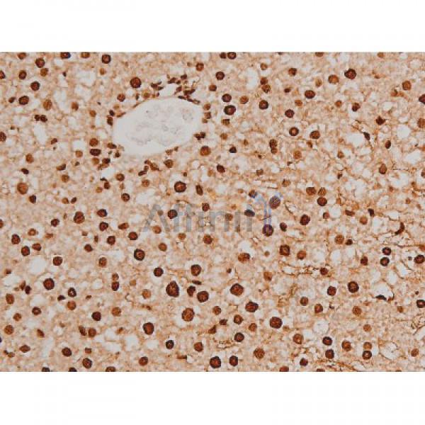 Phospho-Ezrin (Tyr353)[Tyr354] Antibody - AF3173 at 1/200 staining Rat liver tissue sections by IHC-P.