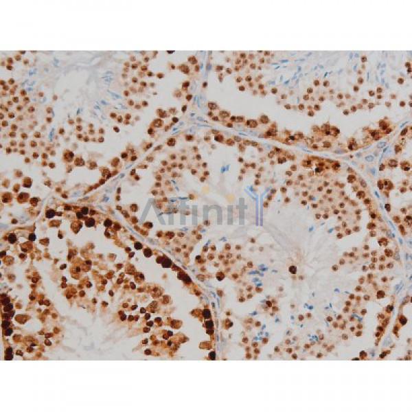 Phospho-Histone H2A.X (Ser139)[Ser140] Antibody - AF3187 at 1/200 staining Mouse testis tissue sections by IHC-P.