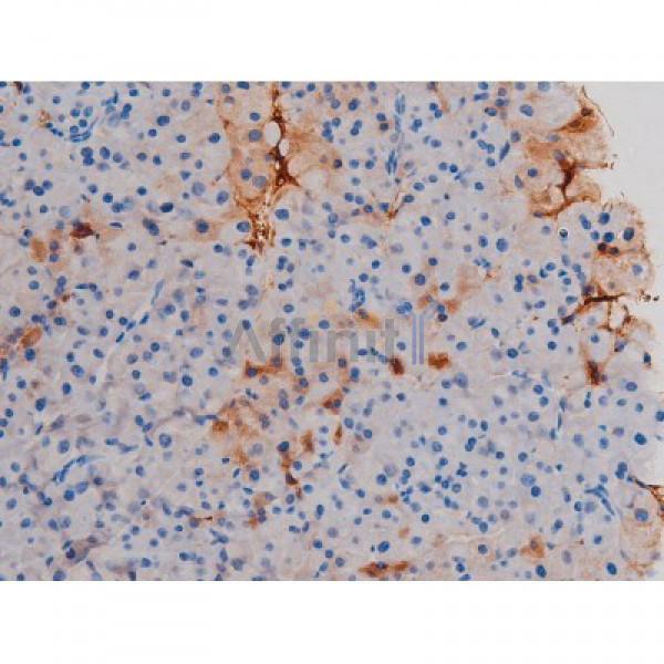 Phospho-AKT1 (Thr450) Antibody - AF3259 at 1/200 staining Mouse pancreas tissue sections by IHC-P.