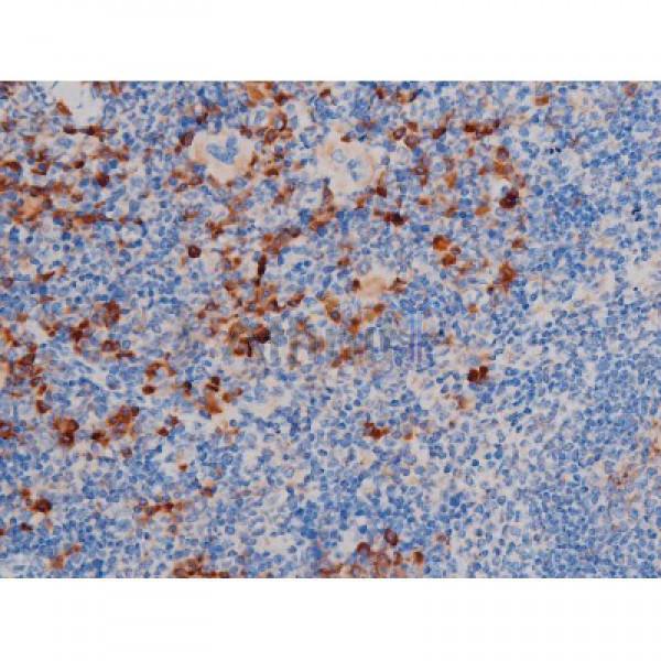 Phospho-AKT1 (Thr450) Antibody - AF3259 at 1/200 staining Mouse spleen tissue sections by IHC-P.