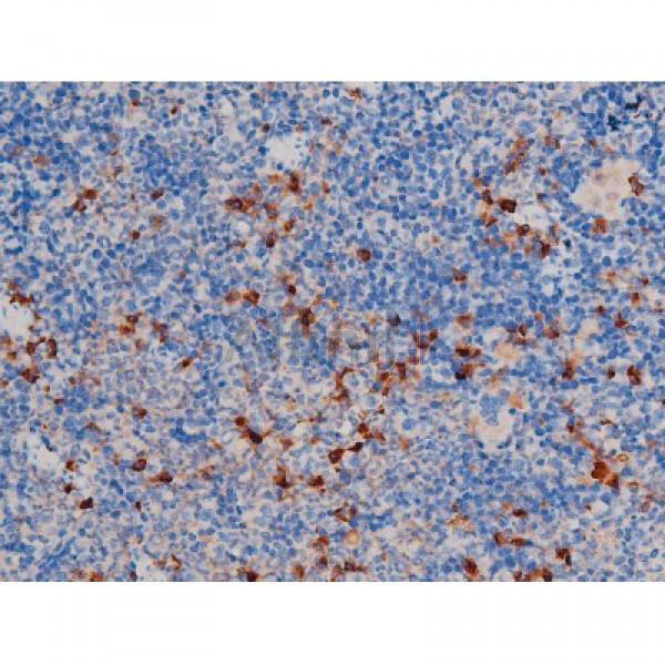 Phospho-AKT1 (Thr450) Antibody - AF3259 at 1/200 staining Mouse spleen tissue sections by IHC-P.