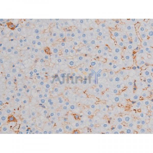 Phospho-AKT1 (Thr450) Antibody - AF3259 at 1/200 staining Rat liver tissue sections by IHC-P.