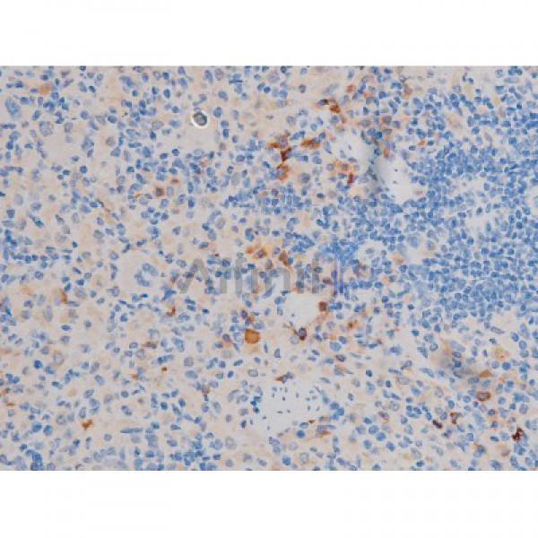 Phospho-AKT1 (Thr450) Antibody - AF3259 at 1/200 staining Rat spleen tissue sections by IHC-P.