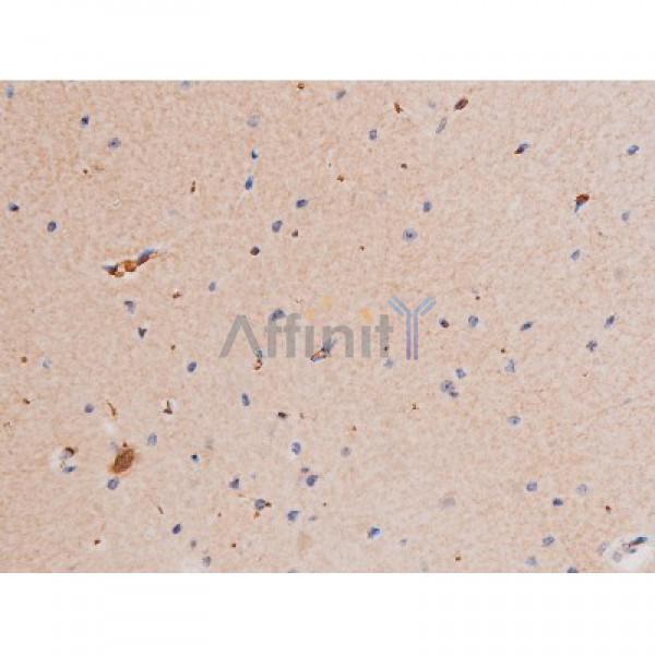 Phospho-STAT1 (Ser727) Antibody - AF3299 at 1/200 staining Mouse brain tissue sections by IHC-P.