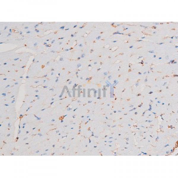 Phospho-STAT1 (Ser727) Antibody - AF3299 at 1/200 staining Mouse heart tissue sections by IHC-P.