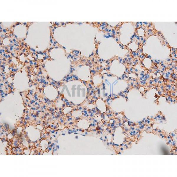 Phospho-STAT1 (Ser727) Antibody - AF3299 at 1/200 staining Mouse lung tissue sections by IHC-P.