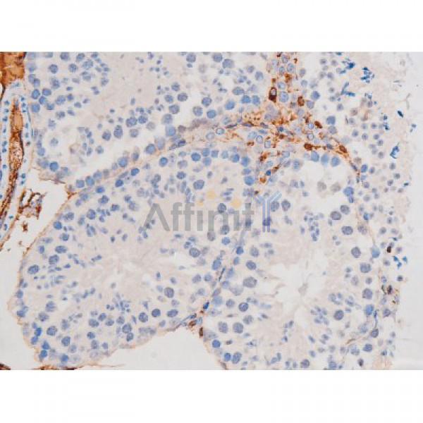 Phospho-STAT1 (Ser727) Antibody - AF3299 at 1/200 staining Mouse testis tissue sections by IHC-P.