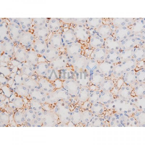 Phospho-STAT1 (Ser727) Antibody - AF3299 at 1/200 staining Rat kidney tissue sections by IHC-P.