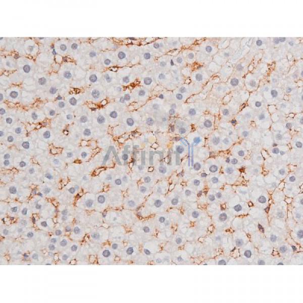 Phospho-STAT1 (Ser727) Antibody - AF3299 at 1/200 staining Rat liver tissue sections by IHC-P.