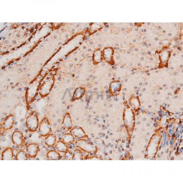 Phospho-JNK1/2/3 (Thr183+Tyr185) Antibody - AF3318 at 1/200 staining Mouse kidney tissue sections by IHC-P.