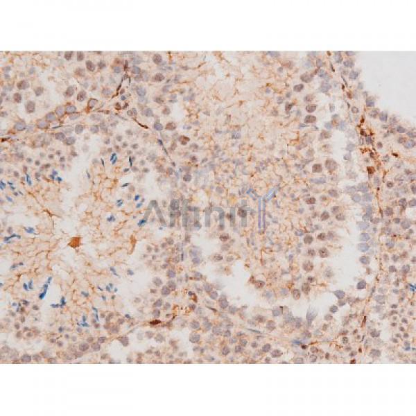 Phospho-JNK1/2/3 (Thr183+Tyr185) Antibody - AF3318 at 1/200 staining Mouse testis tissue sections by IHC-P.