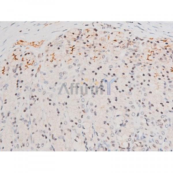 Phospho-JNK1/2/3 (Thr183+Tyr185) Antibody - AF3318 at 1/200 staining Rat ganstric tissue sections by IHC-P.