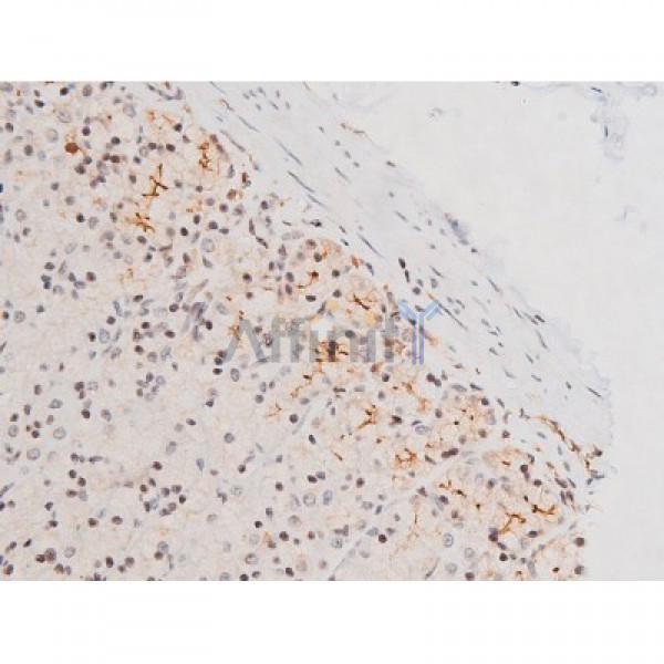 Phospho-JNK1/2/3 (Thr183+Tyr185) Antibody - AF3318 at 1/200 staining Rat ganstric tissue sections by IHC-P.