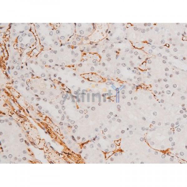 Phospho-JNK1/2/3 (Thr183+Tyr185) Antibody - AF3318 at 1/200 staining Rat kidney tissue sections by IHC-P.