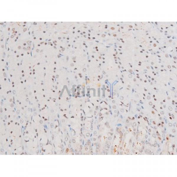Phospho-NF-kB p65 (Ser281) Antibody - AF3393 at 1/200 staining Rat ganstric tissue sections by IHC-P.