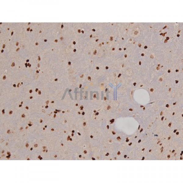 Phospho-FAK (Tyr397) Antibody - AF3398 at 1/200 staining Mouse brain tissue sections by IHC-P.
