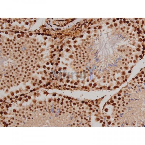 Phospho-FAK (Tyr397) Antibody - AF3398 at 1/200 staining Mouse testis tissue sections by IHC-P.