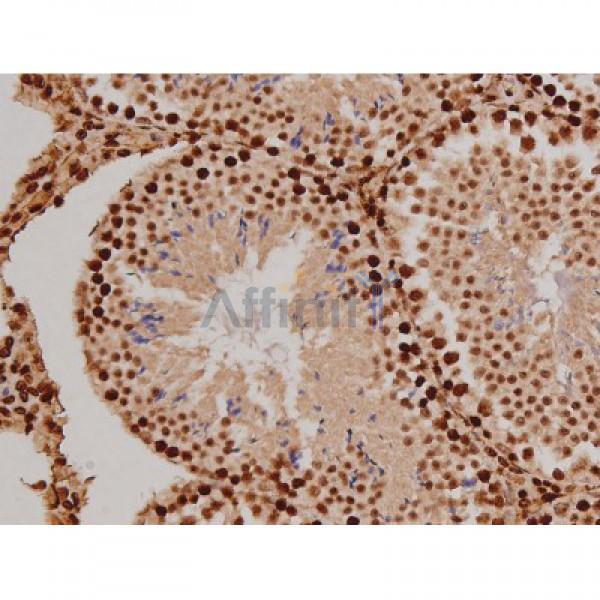Phospho-FAK (Tyr397) Antibody - AF3398 at 1/200 staining Mouse testis tissue sections by IHC-P.