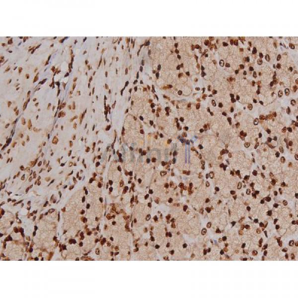 Phospho-FAK (Tyr397) Antibody - AF3398 at 1/200 staining Rat ganstric tissue sections by IHC-P.