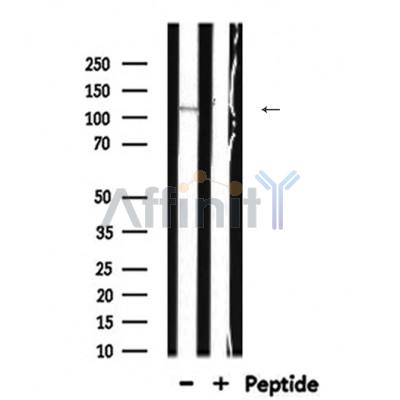 GM130 Antibody - Western blot analysis of RAD51 expression in Rat spleen lysates .