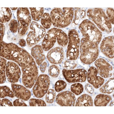 HSP60 Antibody - AF0184 at 1/100 staining human kidney tissue sections by IHC-P.