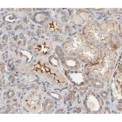 Cytokeratin 8 Antibody - AF0196 at 1/100 staining human kidney tissue sections by IHC-P.