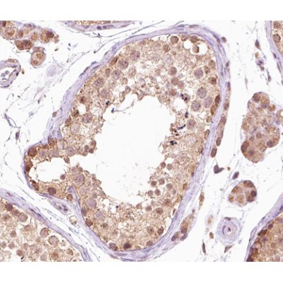 Phospho-B Raf (Thr599) Antibody - AF3170 at 1/200 staining human testis tissue sections by IHC-P.