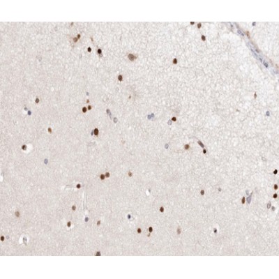Ku70 Antibody - AF0201 at 1/100 staining human brain tissue sections by IHC-P.