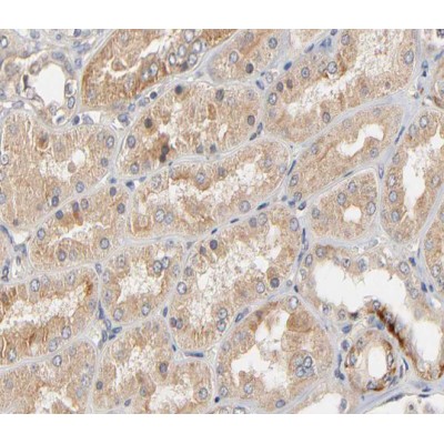 Claudin 2 Antibody - AF0128 at 1/200 staining human kidney tissue sections by IHC-P.